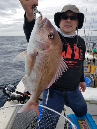 マダイの釣果