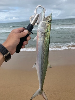 サゴシの釣果