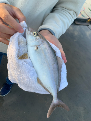 ショゴの釣果