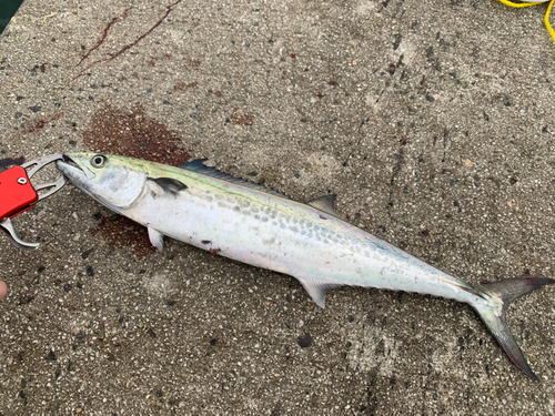 サゴシの釣果