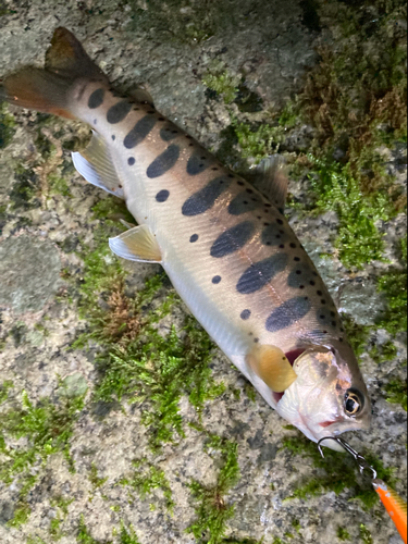 ヤマメの釣果