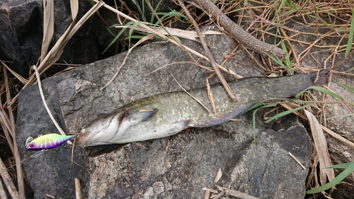 ナマズの釣果