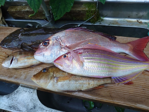 マダイの釣果