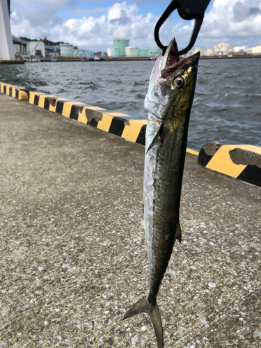 サゴシの釣果