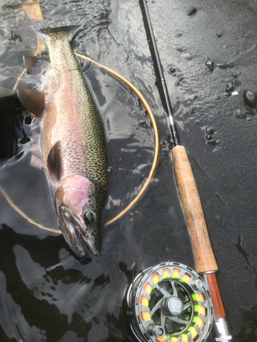 ニジマスの釣果