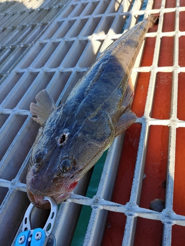 コチの釣果