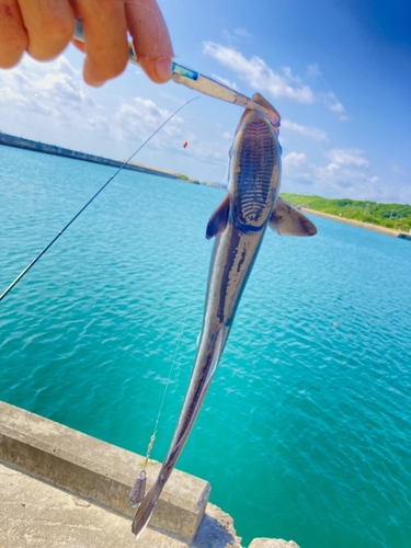 コバンザメの釣果