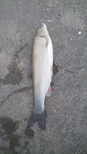 ウグイの釣果