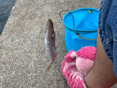 カマスの釣果