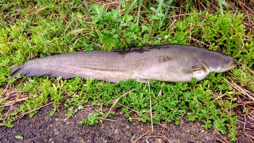 ナマズの釣果