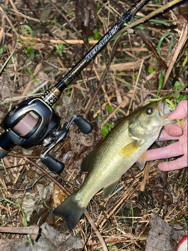 ラージマウスバスの釣果