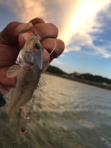 ハゼの釣果