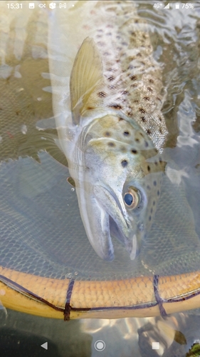 ブラウントラウトの釣果