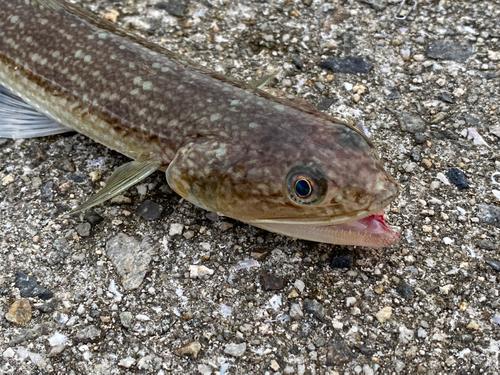 エソの釣果