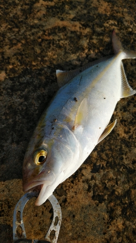 ネリゴの釣果