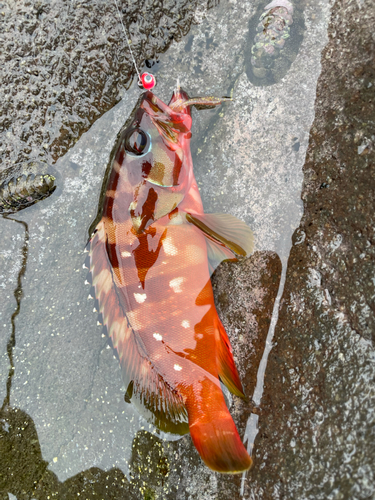 アカハタの釣果