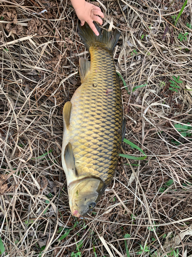 ヤマメの釣果