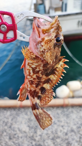 カサゴの釣果