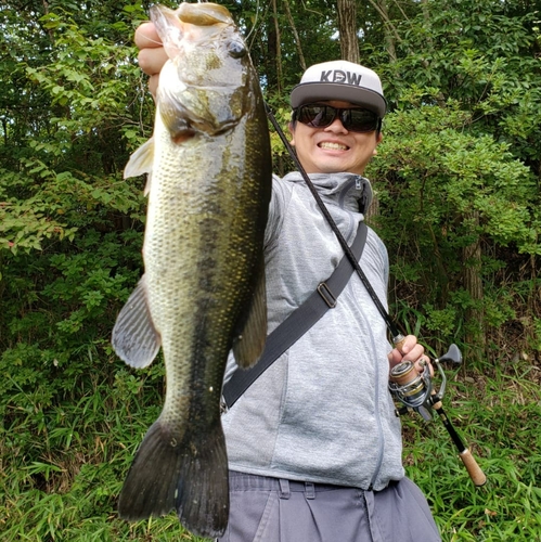 ブラックバスの釣果