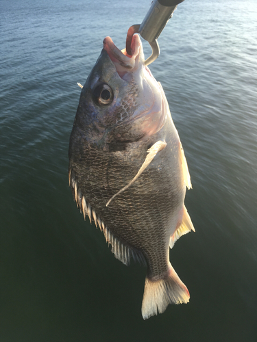 キビレの釣果