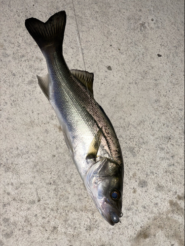 セイゴ（マルスズキ）の釣果