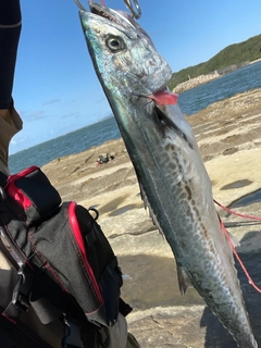 サゴシの釣果