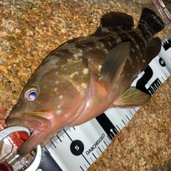 アコウの釣果