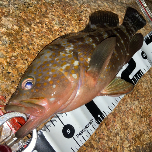 アコウの釣果