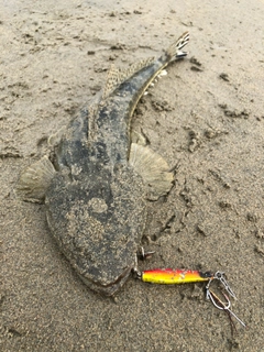 マゴチの釣果