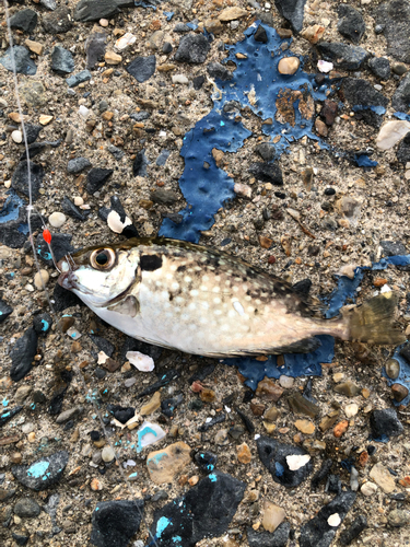 アイゴの釣果