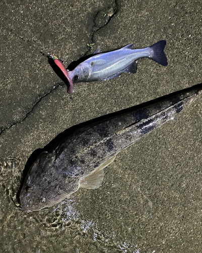 マゴチの釣果