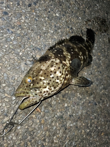 ヤイトハタの釣果