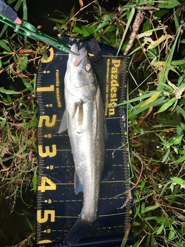 シーバスの釣果