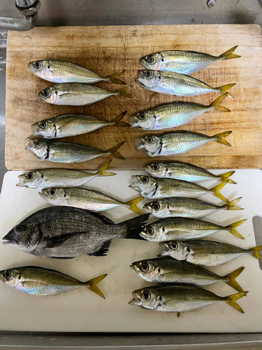 アジの釣果