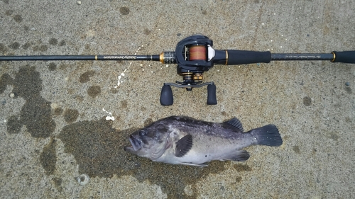 クロソイの釣果