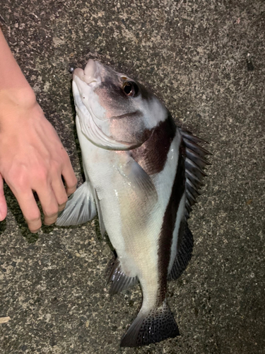 コショウダイの釣果