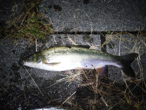 マルタウグイの釣果