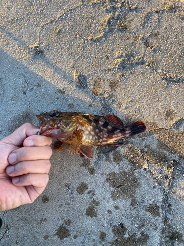 カサゴの釣果