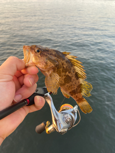 タケノコメバルの釣果