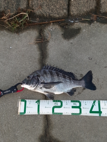 クロダイの釣果