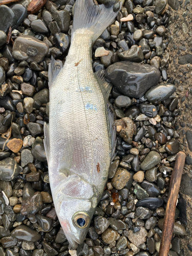 フッコ（ヒラスズキ）の釣果