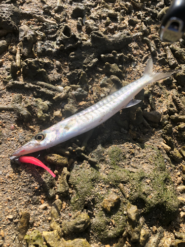 オニカマスの釣果