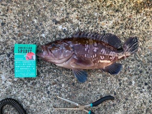 マハタの釣果