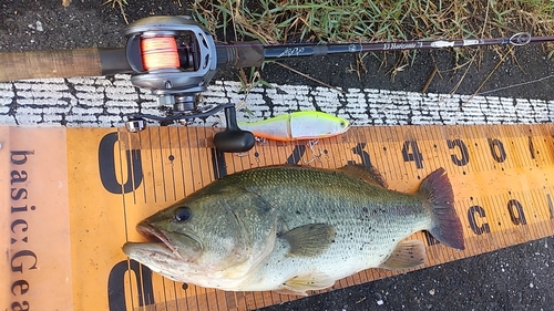 ブラックバスの釣果