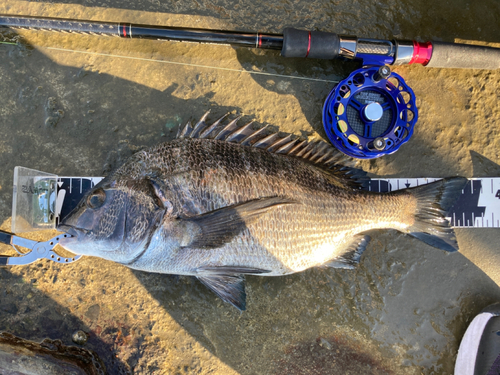 クロダイの釣果