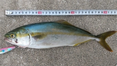 コズクラの釣果