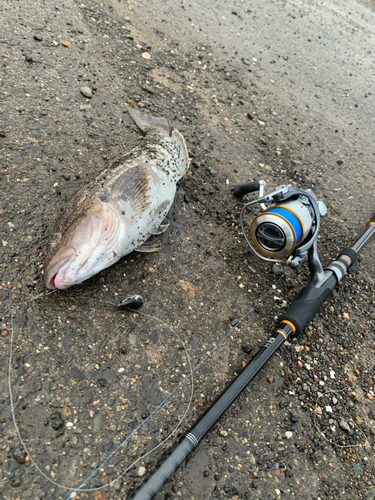 アブラコの釣果