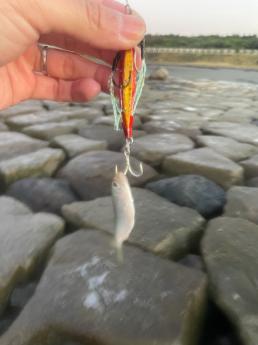 コノシロの釣果