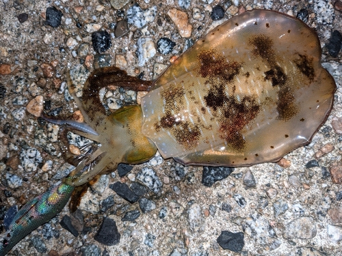 アオリイカの釣果