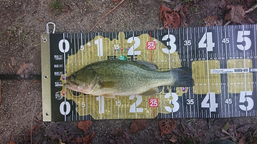 ブラックバスの釣果